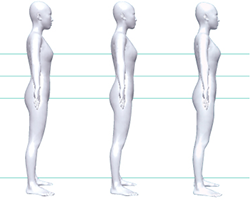 プロポーションを科学する